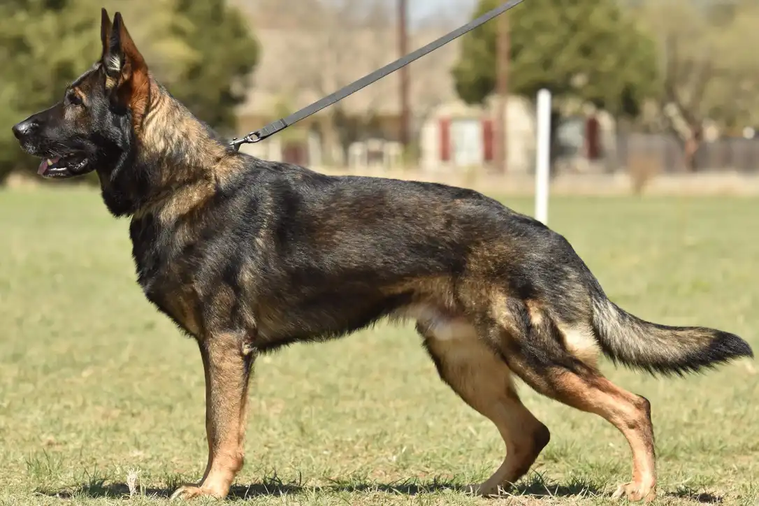 The Czech Working Line German Shepherds were bred for border patrol work, and as such, they possess an impressive physical resilience and a strong work ethic.