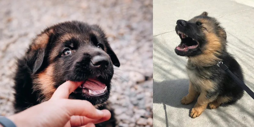 Deciduous dog teeth, commonly known as puppy teeth or milk teeth, play a critical role in the early development of dogs. These teeth begin to erupt when puppies are about 2 to 4 weeks old.