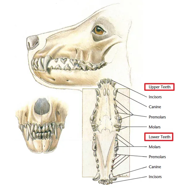 the diagram of a dental anatomy of an adult dog. You can clearly see each teeth type on both upper jaw and lower jaw.  