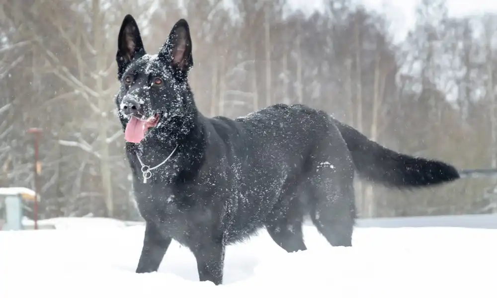 East European Giant Black German Shepherd in the snow.