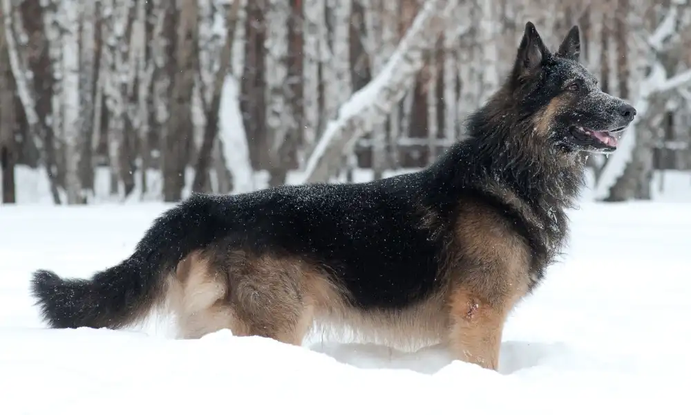 Rich black and tan colored giant straight back East Working Line German Shepherd enjoying the snow.