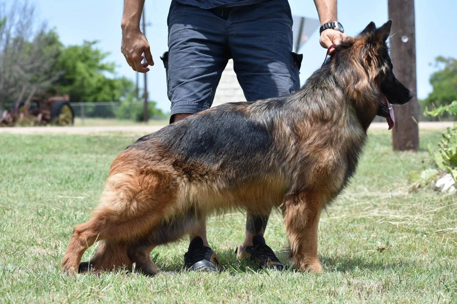 A Giant Red & Black Long Coat West Show Line German Shepherd