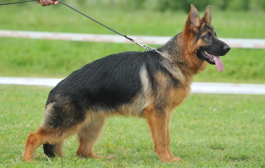 West (European or German) Show Line German Shepherds exhibit a straighter back compared to the American show lines. They tend to have a more robust build and a darker, richer coat color. 