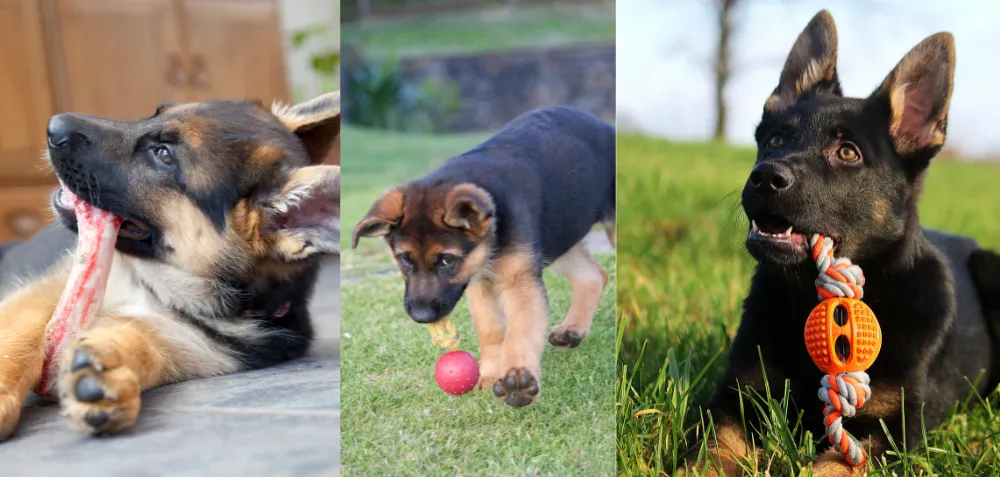 German Shepherd puppies playing ball, rope and chewing toys.