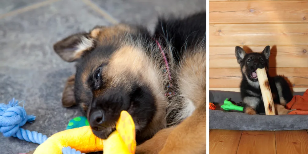 German Shepherd puppies playing with toys.