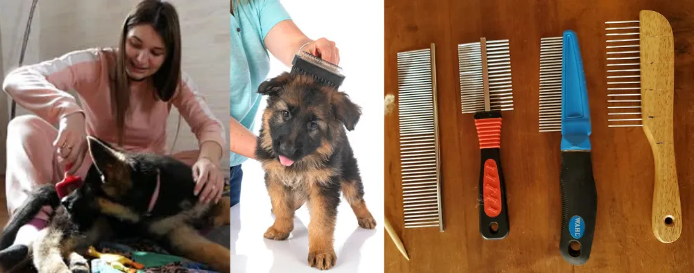 Ideally, a German Shepherd puppy should be brushed at least once every two to three days. 