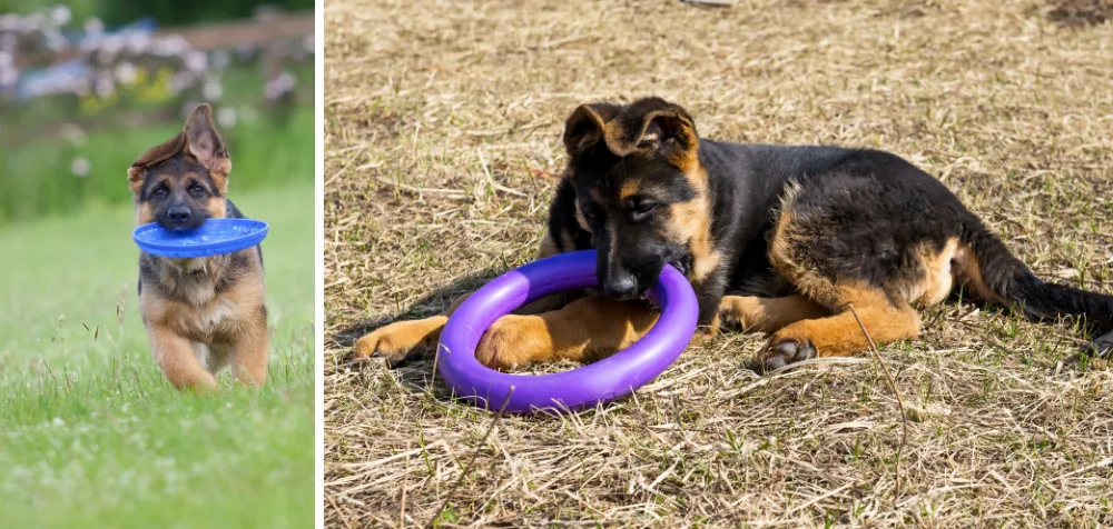 German Shepherd puppy playing with frisbee and ring toy.