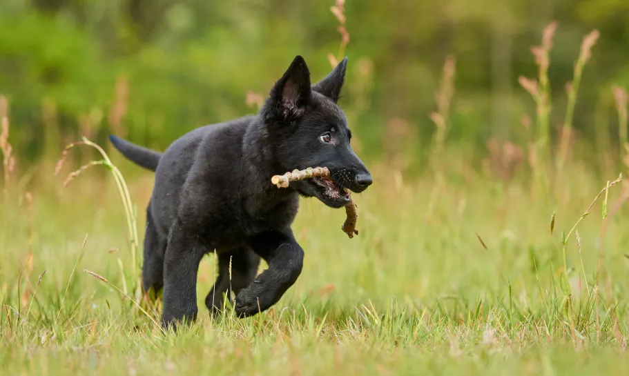 A black German Shepherd puppy collecting wood sticks.