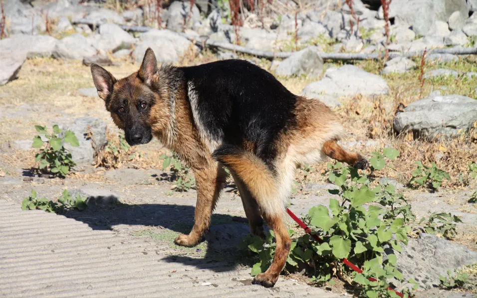An Adult Black and Tan Showline German Shepherd Peeing/urinating On a Plant Lifting His Back Leg.