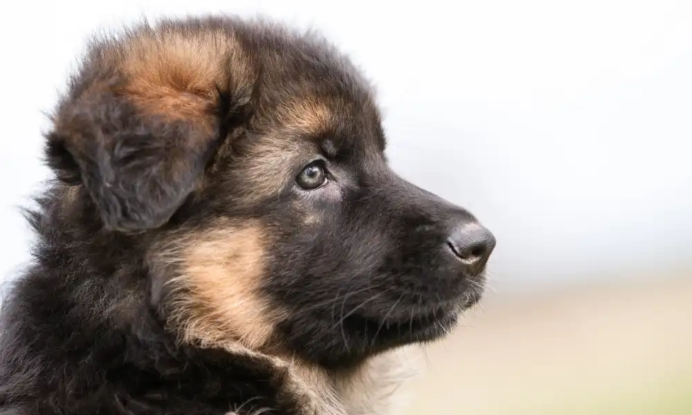 How to Determine age of a German Shepherd Puppy Featured
