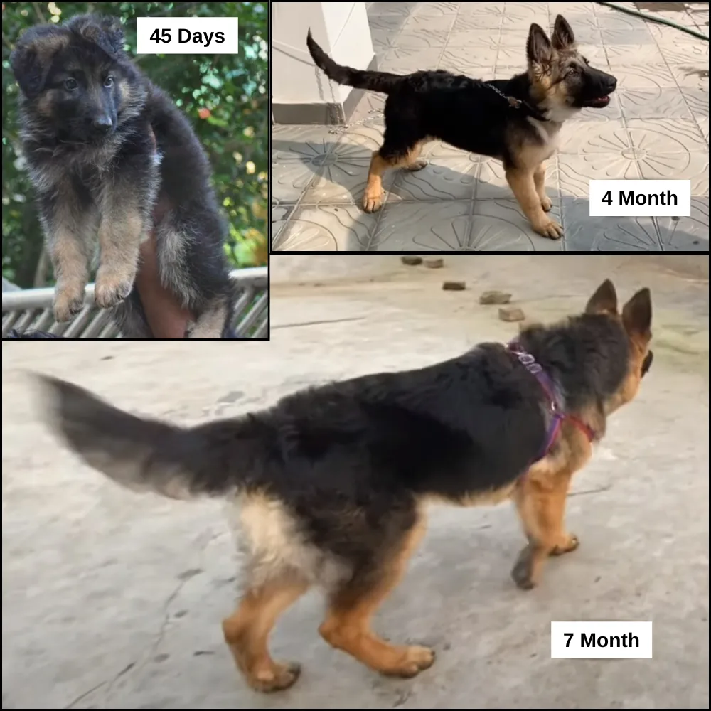 Transformation of German Shepherd puppy coat. A 45 Days Old German Shepherd Puppy, 4 Month Old German Shepherd Puppy, and a 7 Month Old German Shepherd Puppy.