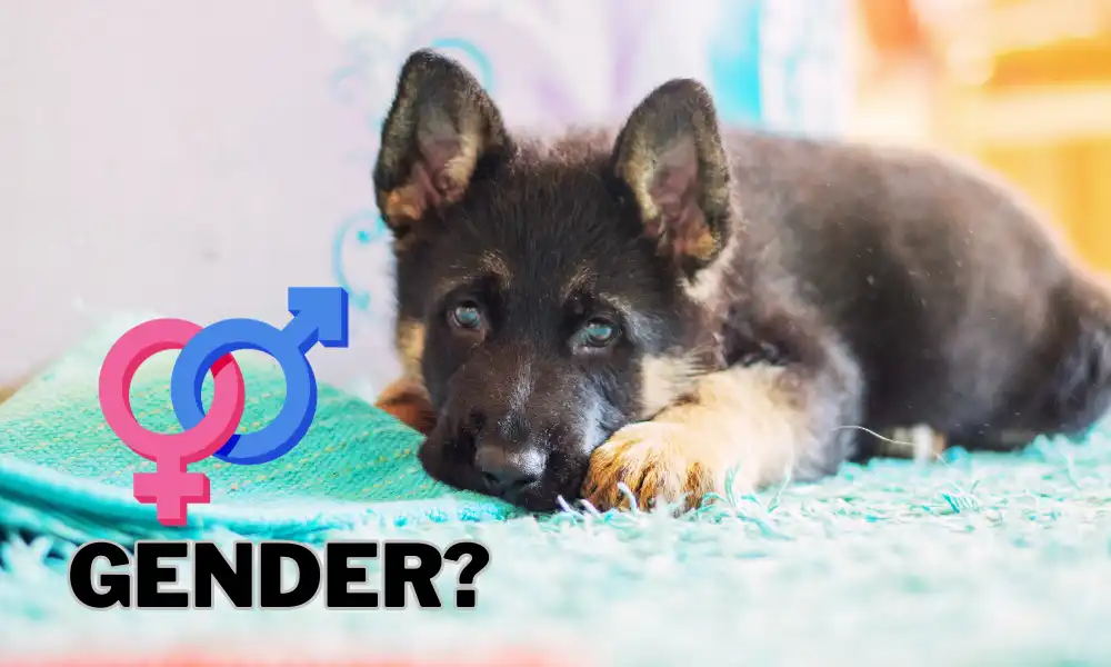 How to Know German Shepherd Puppy is Male or Female featured
