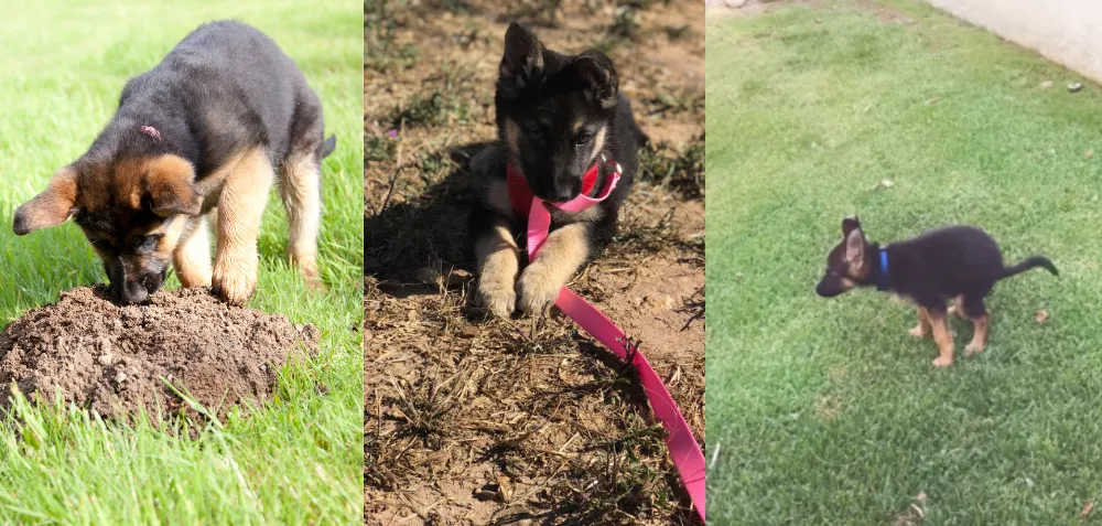 How to Potty Train a German Shepherd Puppy