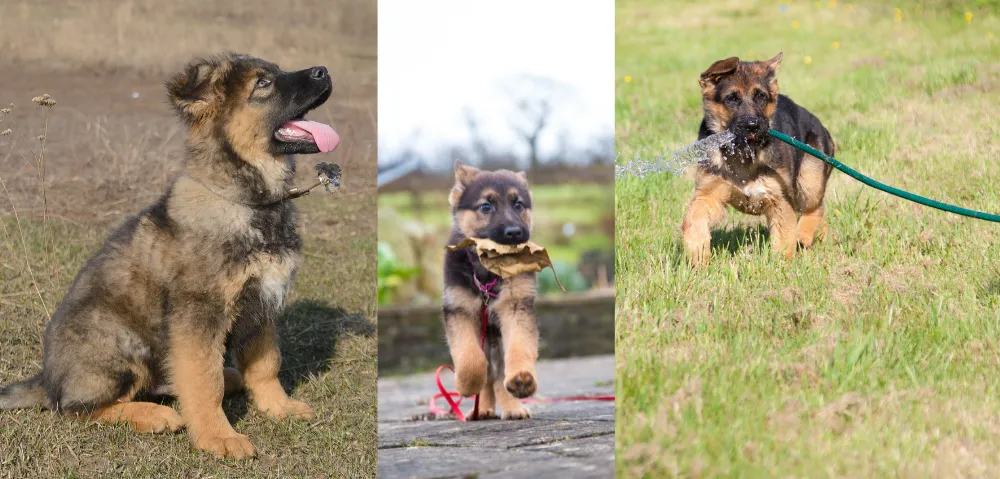 German Shepherd Puppies Training Sessions.