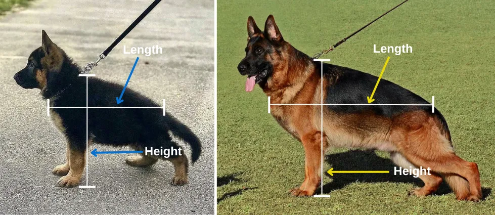 Illustration on how to measure the Body Length and Height of German Shepherd.
