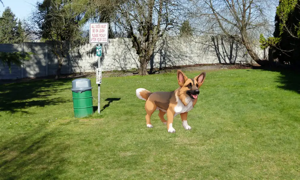 an example of a mini or miniature German Shepherd. It is produced by breeding a German Shepherd and Welsh Corgi, a popular small type of herding dog.