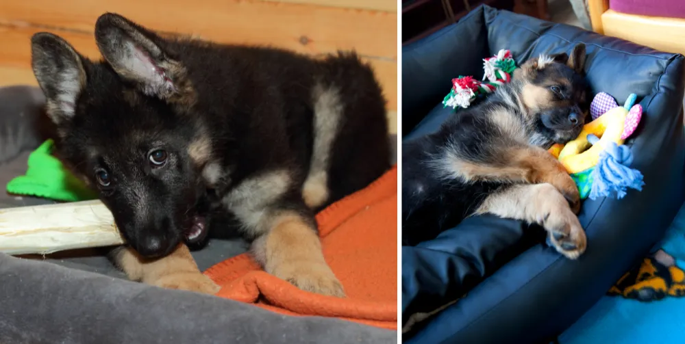 Prepare Rest and Sleep Space for German Shepherd Puppy at Home