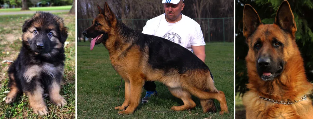 Rheinhardt Kennels, a small yet renowned dog breeder in Southeastern Kentucky, specializing in breeding top-quality AKC-registered West (European) show line German Shepherds