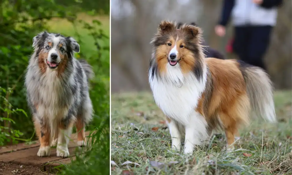 Shetland Sheepdog or the Australian Shepherd might be considered by those looking for a smaller dog with a shepherd-like temperament. 