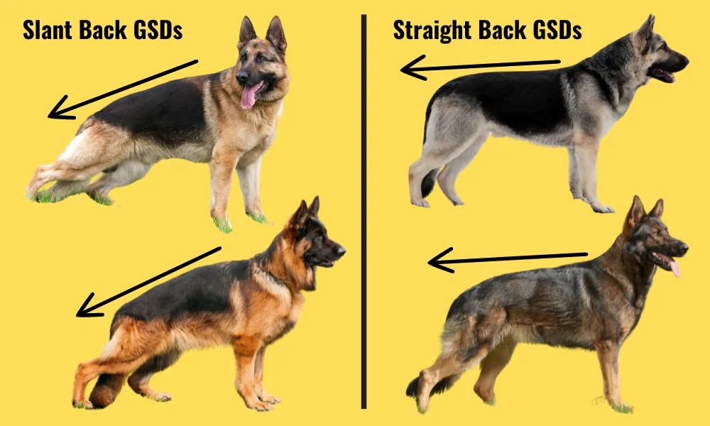 Comparing the back angulations of Show line German Shepherds and Working Line German Shepherds with arrows. 
