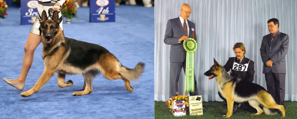 Slant Back Showline German Shepherds in a dog show.