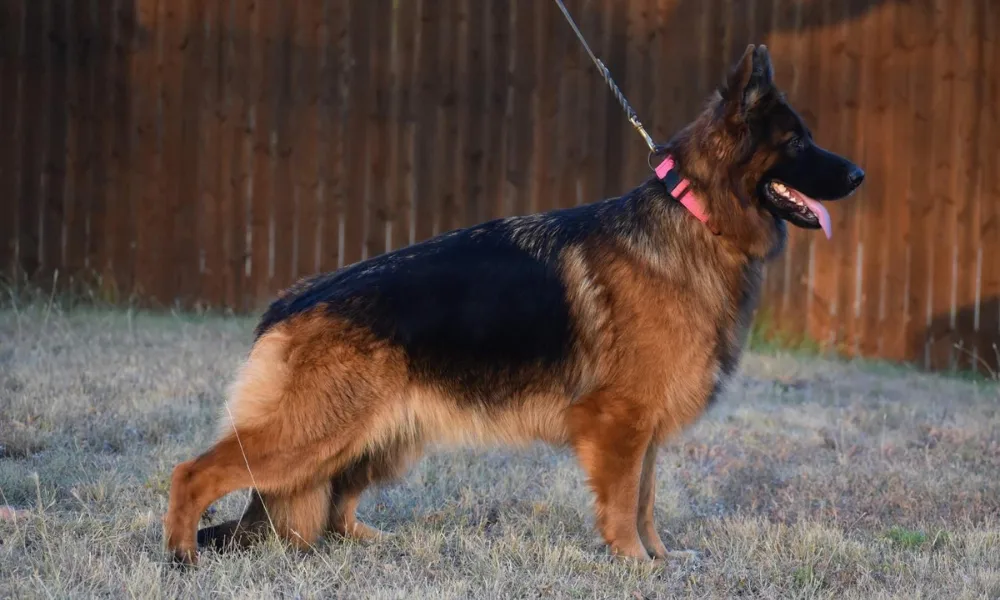 Slant Back German Shepherds | Types of Showline GSDs