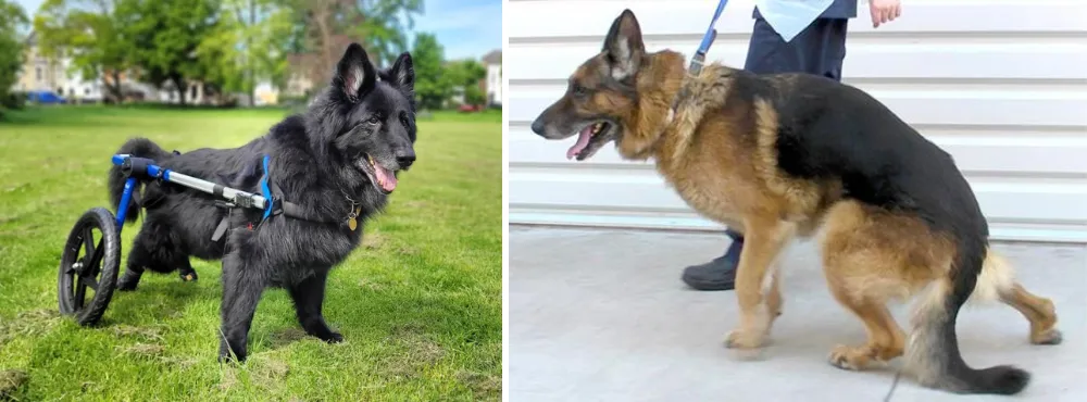 Slant back Showline German Shepherds With hip dysplasia and degenerative myelopathy,