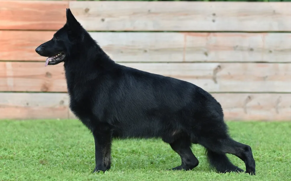 Solid Black American Showline German Shepherd