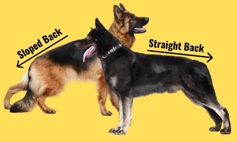 German Shepherds with straight backs have a topline that remains flat and horizontal along the spine, rather than sloping downward at the hips.