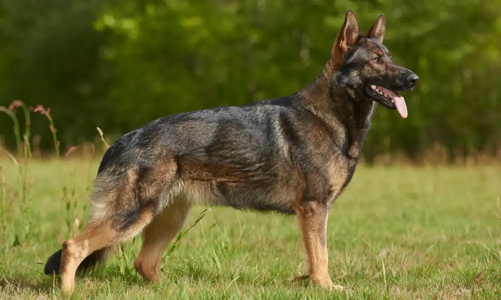 Straight Back German Shepherds | Types of Working Line GSDs