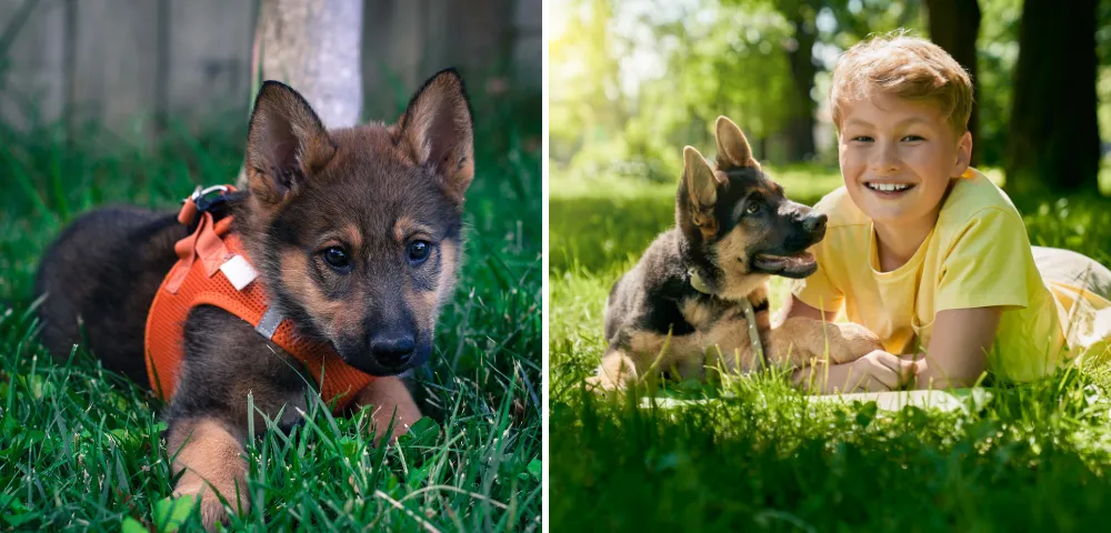 Overview of Taking Care of German Shepherd Puppy in Different Stages