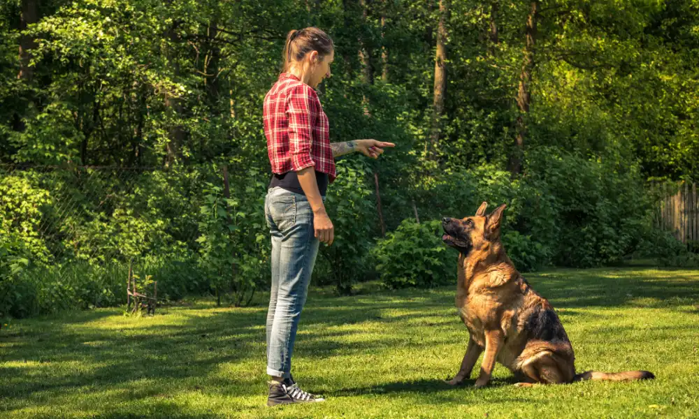 Top German Shepherd Breeders in Kentucky State Featured