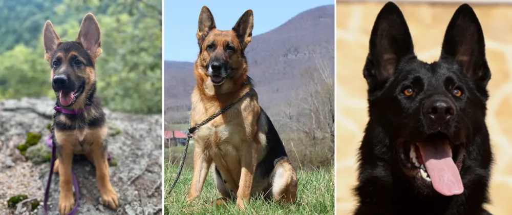 VOM Zeder Haus VZH is one of the top and sincere German Shepherd breeders in Kentucky.