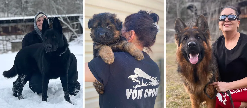 Von Cromer German Shepherds is a family-owned highly-reputable kennel located in Orlando, Kentucky that specializes in breeding pedigree DDR Working Line and West (European) Show line German Shepherds.