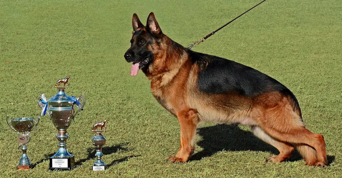 A Giant Champion West(European) Showline German Shepherd Next to Trophies.