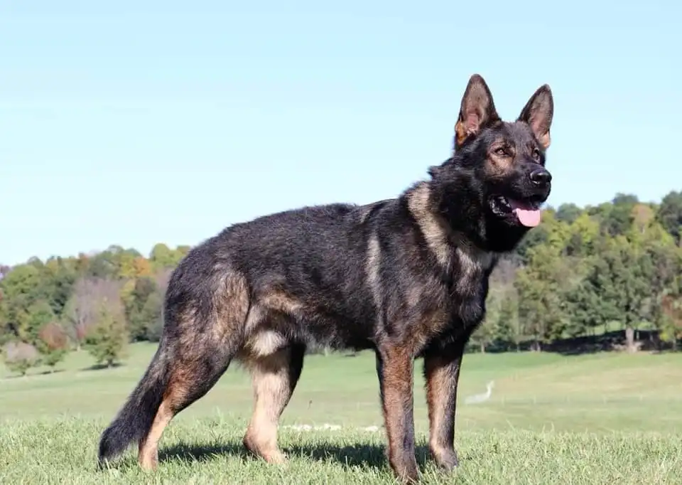 A West Working Line German Shepherd dog having a slightly angulated back, not as pronounced as the American show line, but more so than the East European Working Line.
