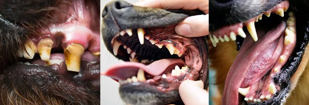 Some Examples of Yellow Staining and Tartar on Teeth of Adult German Shepherds. They help you to determine the age of adult dogs, older the 1 year.