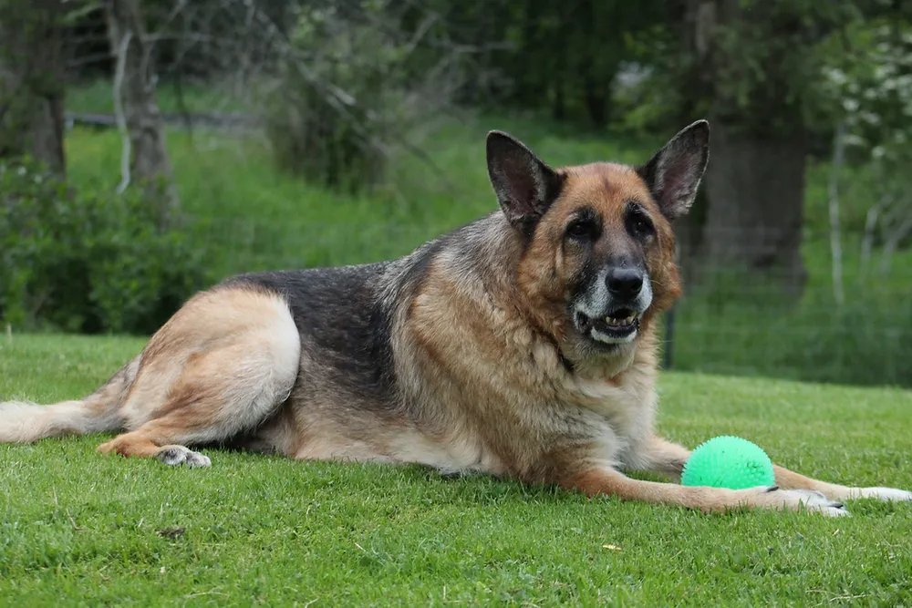 Aged German Shepherds, those beyond 7 years, could start to show signs of slowing down.