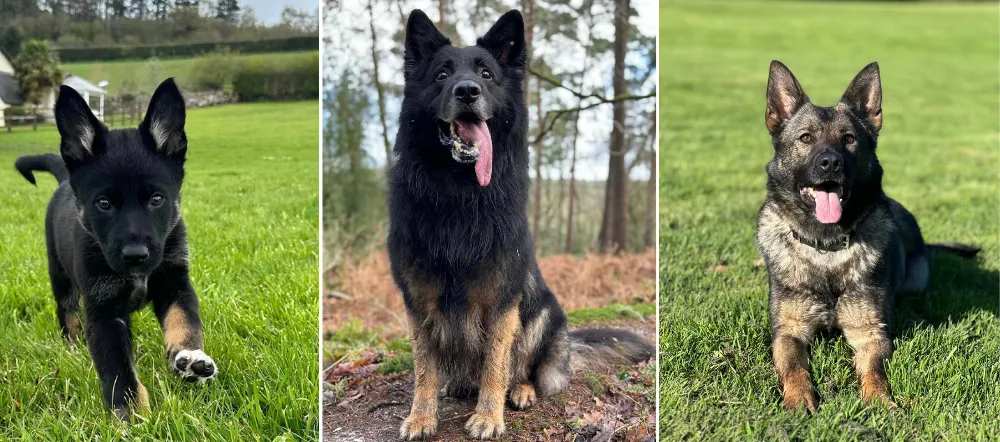 Based in South Wales, Westmac has built a reputation as a responsible family breeder of Working Line German Shepherds since 2015.