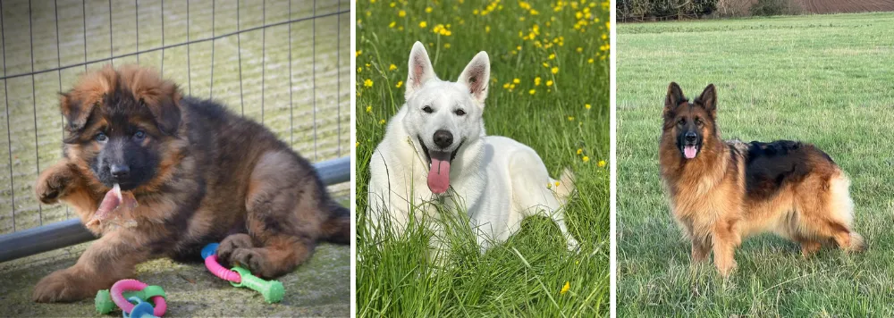 Chezza's German Shepherds is a renowned breeder of German Shepherds located in the town of Wellingborough, North Northamptonshire, UK