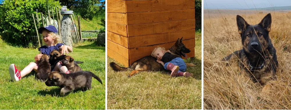 Figynberg German Shepherds located in the Lostwithiel, England, UK, is a prestigious small family-run breeding kennel dedicated to producing top-quality old East Working Line DDR German Shepherds
