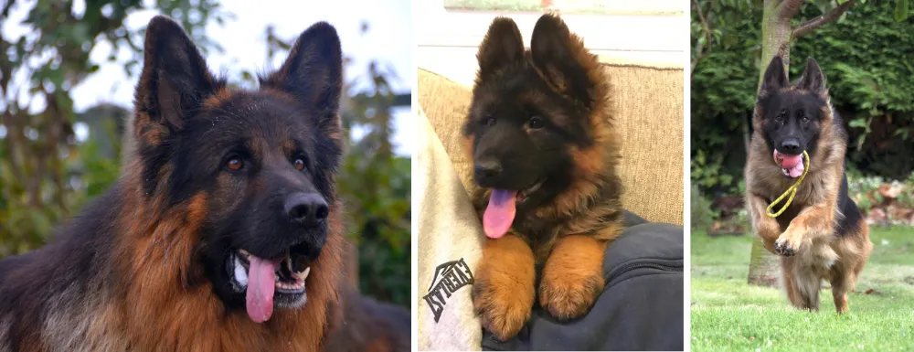 Giantlands German Shepherds based in Sheerness, England, is a premier breeder dedicated to raising magnificent long-haired German Shepherds