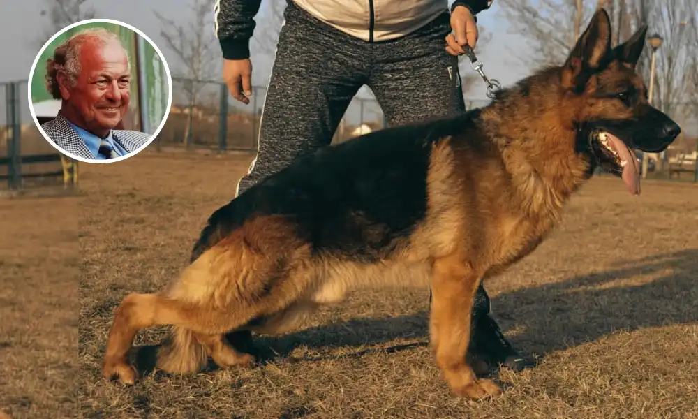 How Slant (Sloped) Back German Shepherds Were Created? Featured