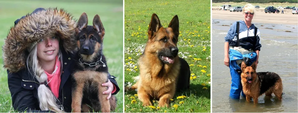 Marinita German Shepherds, breeding and showing top-quality long coat & short coat German Shepherds in UK for 25 years