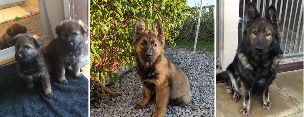 Nessbree German Shepherds, located in Bridlington, England, UK, breeders of working line German Shepherds. 