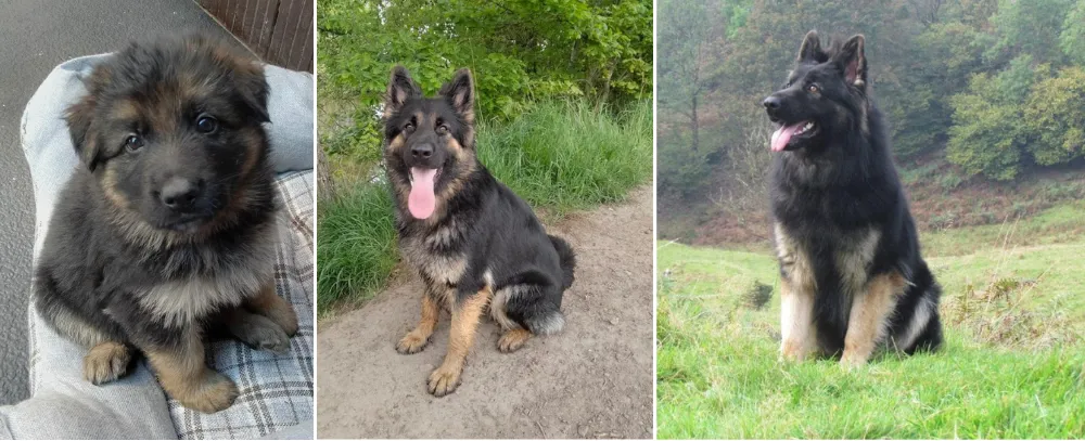 Nryeemas German Shepherds breeders, North West of Lancashire, United Kingdom.