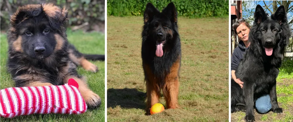 Stormlake Long Hair German Shepherds, Essex England