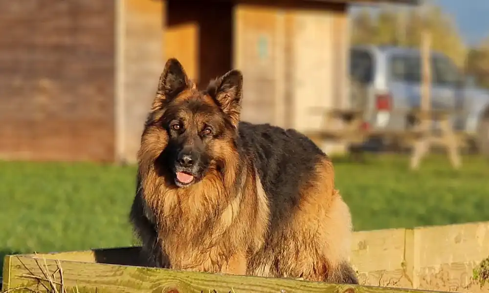 15+ Top German Shepherd Breeders in UK, United Kingdom