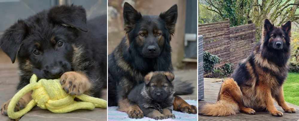 Vylano GSD is a family-owned hobby German Shepherd breeder located in the picturesque Scottish Borders, UK.