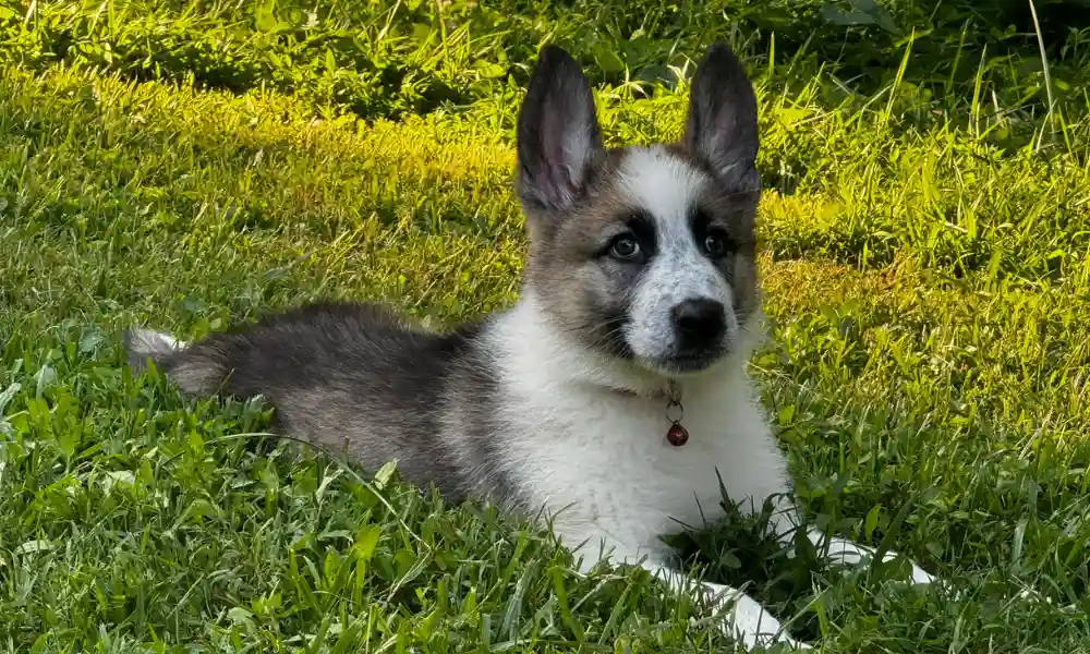 Top Professional Panda German Shepherd Breeders